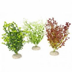 PLANTA Aquadella color surt. 25cm alto 